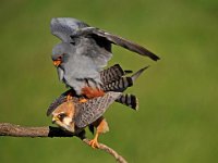 347 - RED FOOTED FALCONS COUPLED - SMITH GEOFF - united kingdom